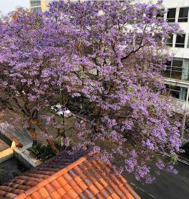Urban Life Condesa Apartment